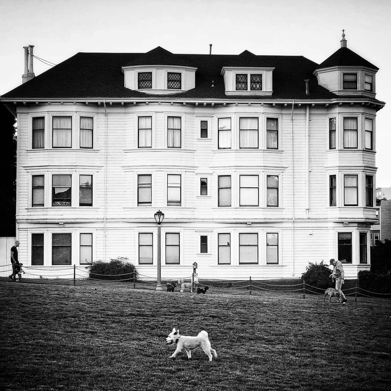 Dog running, black and white, mobile photography, Duboce Park, Victorian house, San Francisco, john nieto
