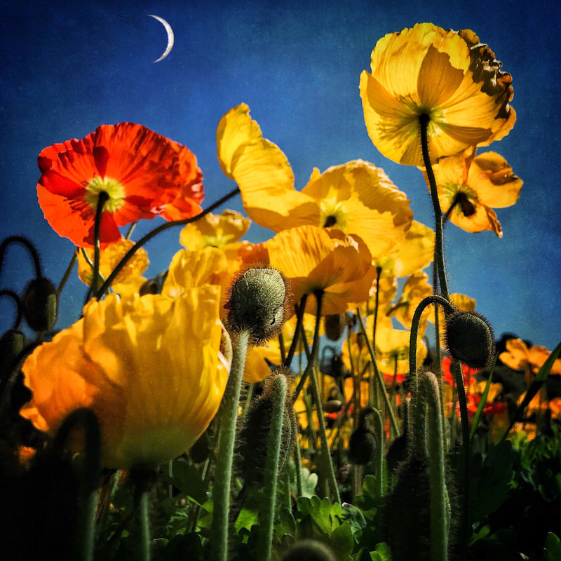 Crescent Moon-Poppies-mobile photography-john nieto-Golden Gate Park